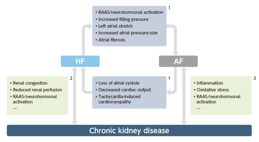 CKDと心不全（HF）、心房細動（AF）の連関
