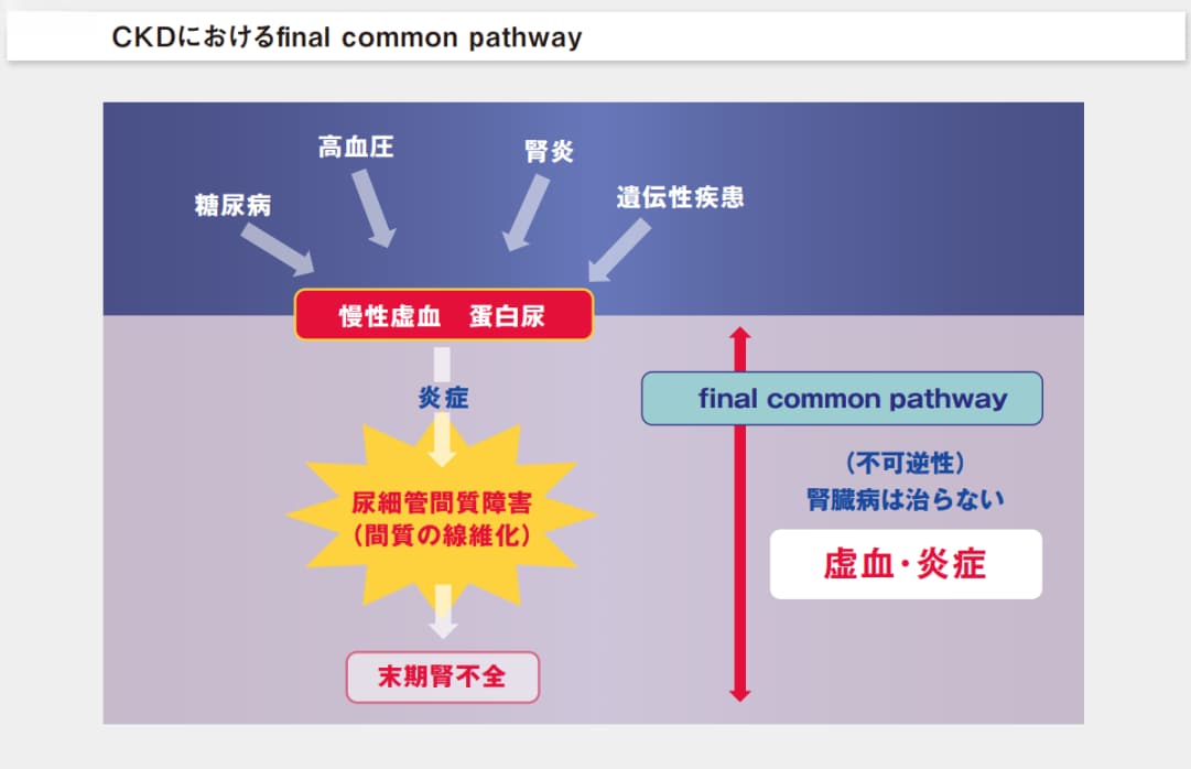CKDにおけるfinal common pathway