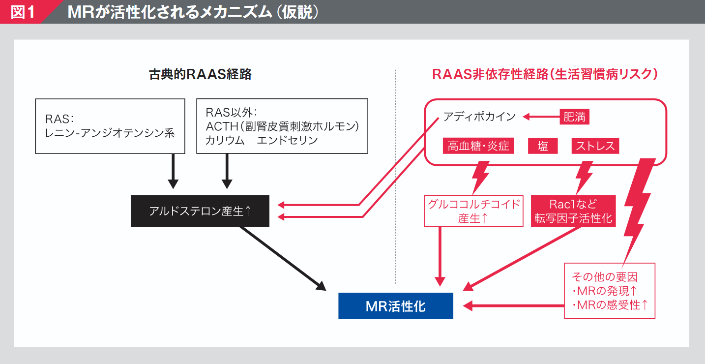 MRが活性化されるメカニズム（仮説）