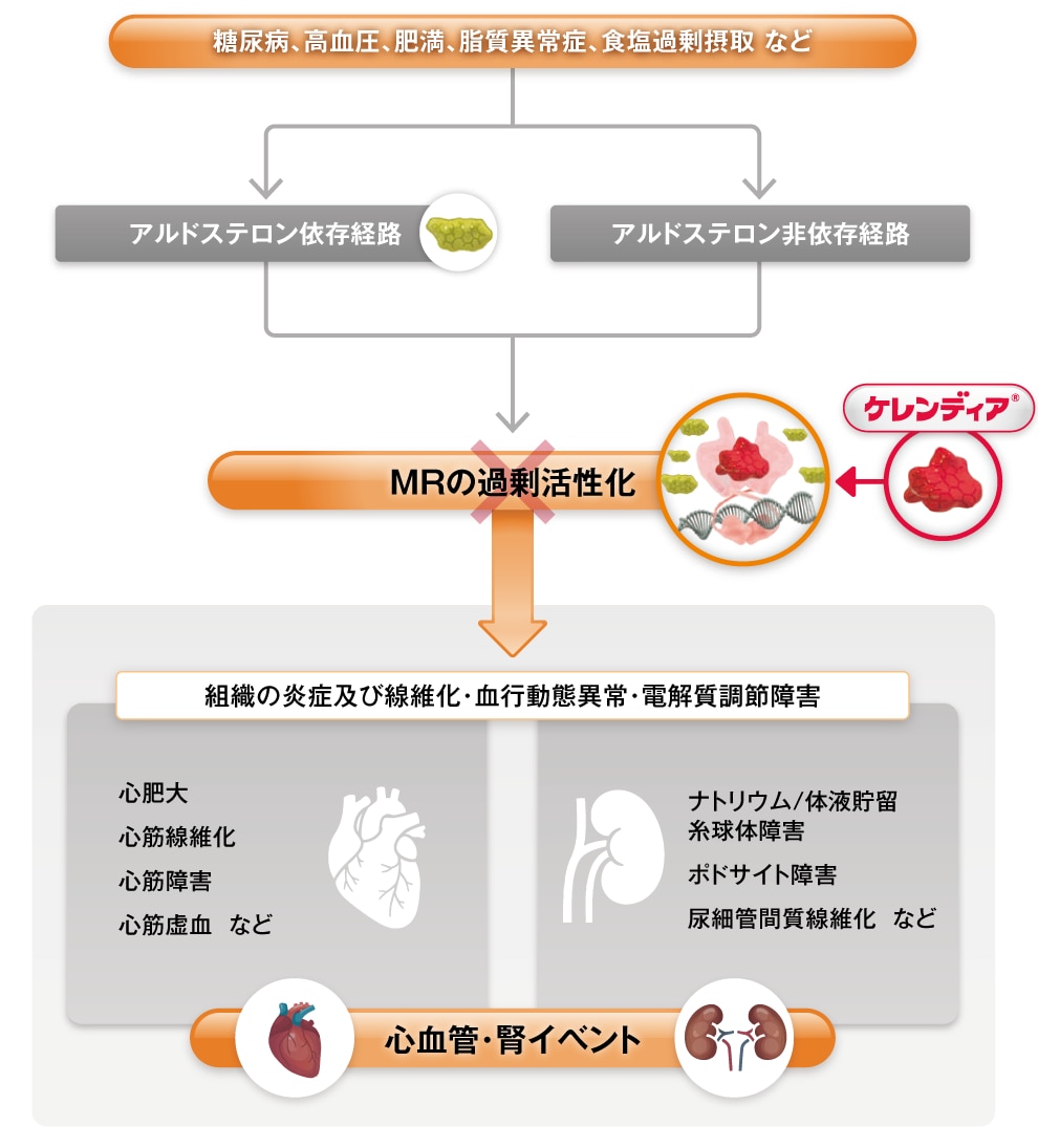 病態と作用機序