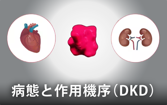 病態と作用機序（CKD）