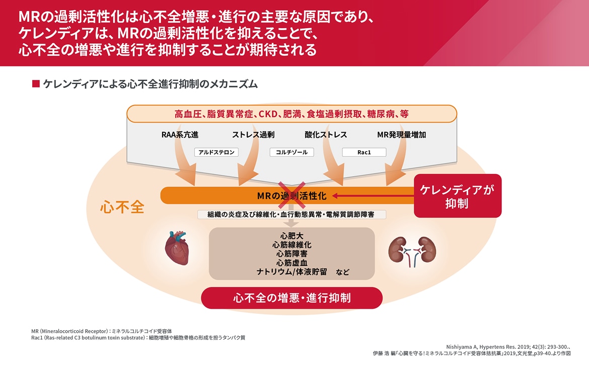 ケレンディアによる心不全進行抑制のメカニズム
