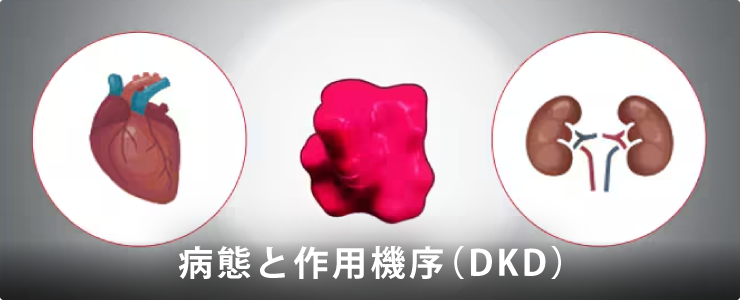 病態と作用機序（CKD）