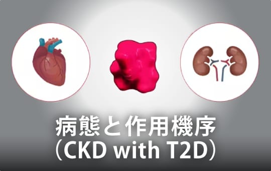 病態と作用機序（CKD with T2D）