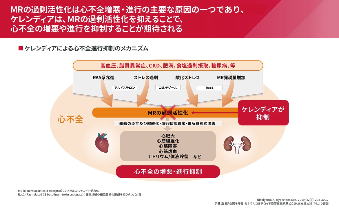 ケレンディアによる心不全進行抑制のメカニズム