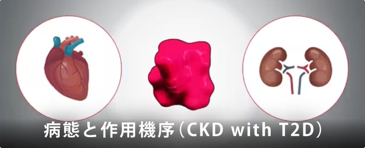 病態と作用機序（CKD with T2D）